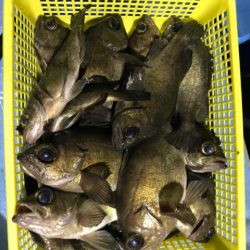 ヤザワ渡船 釣果