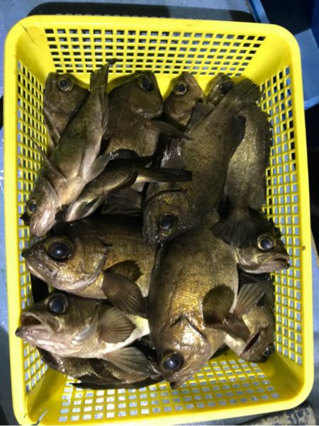 ヤザワ渡船 釣果