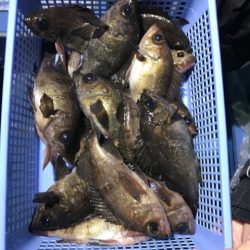 ヤザワ渡船 釣果