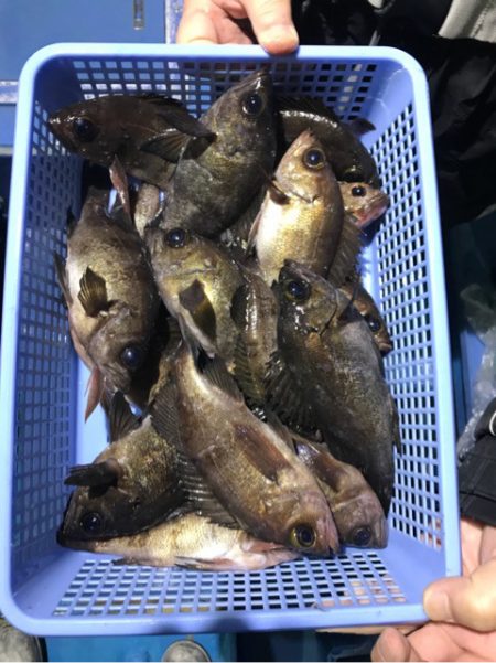 ヤザワ渡船 釣果