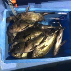 ヤザワ渡船 釣果