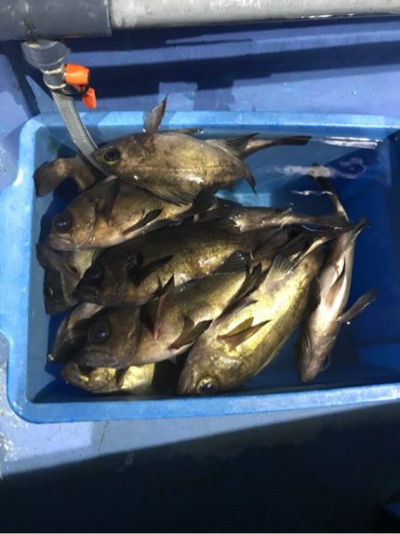 ヤザワ渡船 釣果