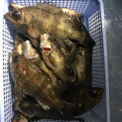 ヤザワ渡船 釣果