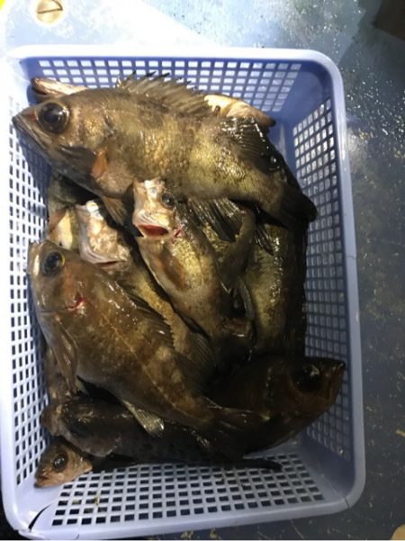 ヤザワ渡船 釣果