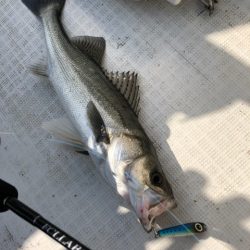 「LaGooN」蒼陽丸 日和号　 釣果