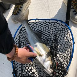 「LaGooN」蒼陽丸 日和号　 釣果