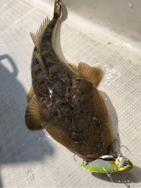 「LaGooN」蒼陽丸 日和号　 釣果