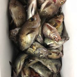 豊和丸 釣果