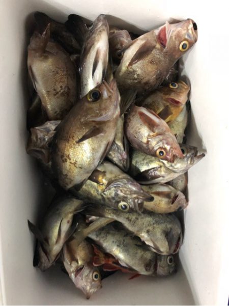豊和丸 釣果