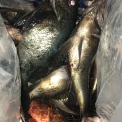 豊和丸 釣果
