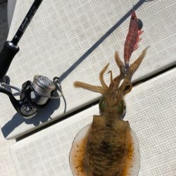 「LaGooN」蒼陽丸 日和号 釣果