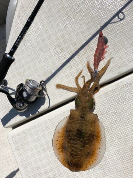 「LaGooN」蒼陽丸 日和号 釣果