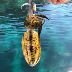 「LaGooN」蒼陽丸 日和号 釣果