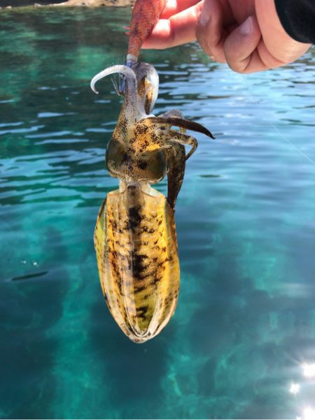 「LaGooN」蒼陽丸 日和号 釣果