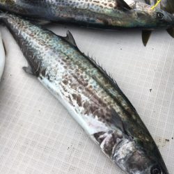 海楽隊 華栞丸 釣果