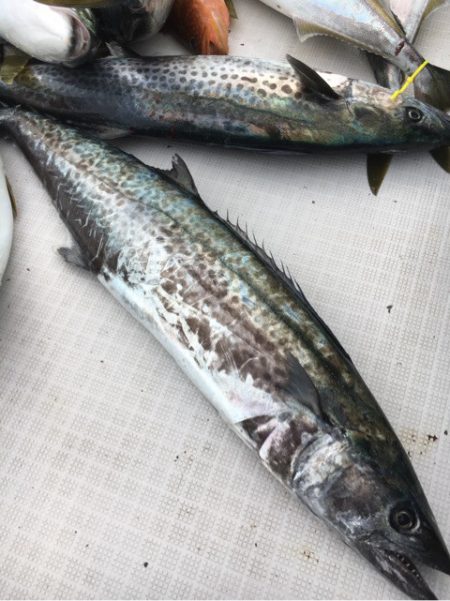 海楽隊 華栞丸 釣果