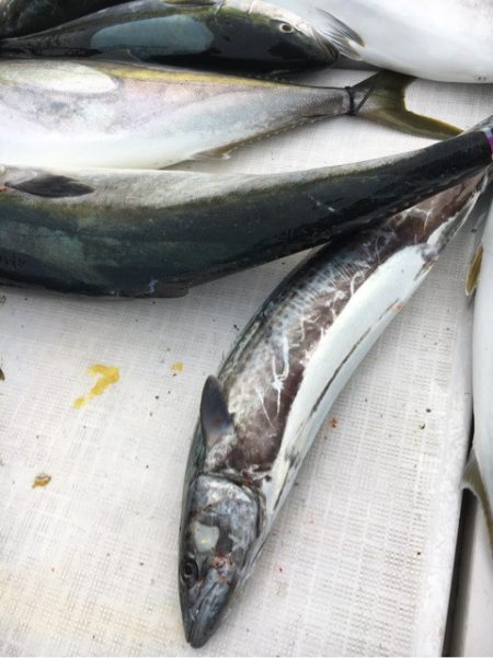 海楽隊 華栞丸 釣果