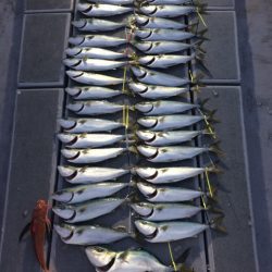 SeaRide(シーライド) 釣果