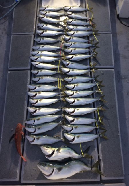 SeaRide(シーライド) 釣果