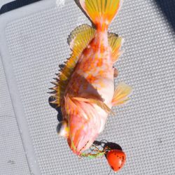 渡船屋たにぐち 釣果