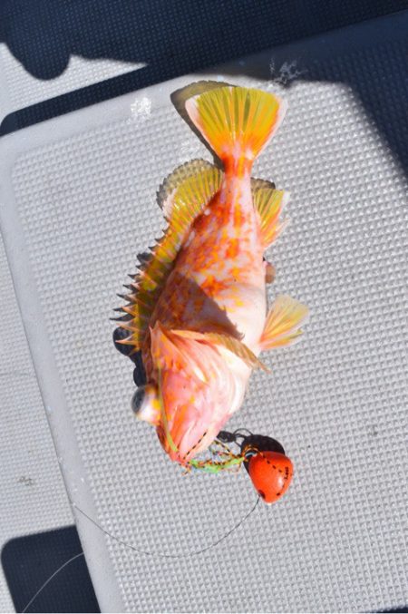 渡船屋たにぐち 釣果