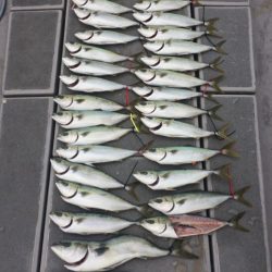 SeaRide(シーライド) 釣果