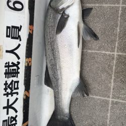 Seasonal 釣果