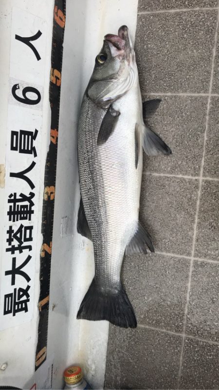 Seasonal 釣果