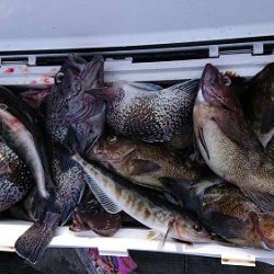 小樽港遊漁船SHAKE 釣果