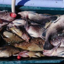 小樽港遊漁船SHAKE 釣果