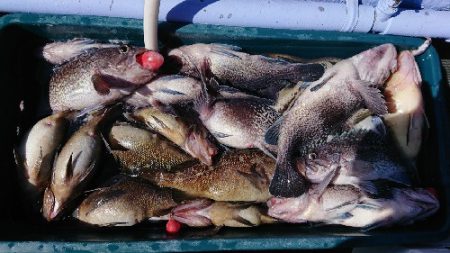 小樽港遊漁船SHAKE 釣果