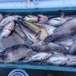 小樽港遊漁船SHAKE 釣果