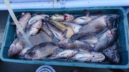 小樽港遊漁船ＳＨＡＫＥ 釣果