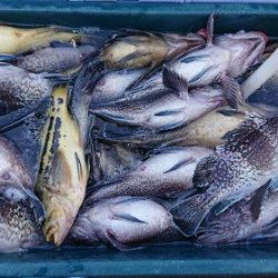 小樽港遊漁船SHAKE 釣果