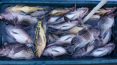 小樽港遊漁船SHAKE 釣果