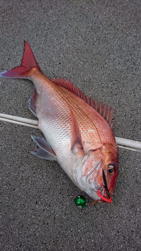 ARCADIAⅡ (アルカディアⅡ) 釣果