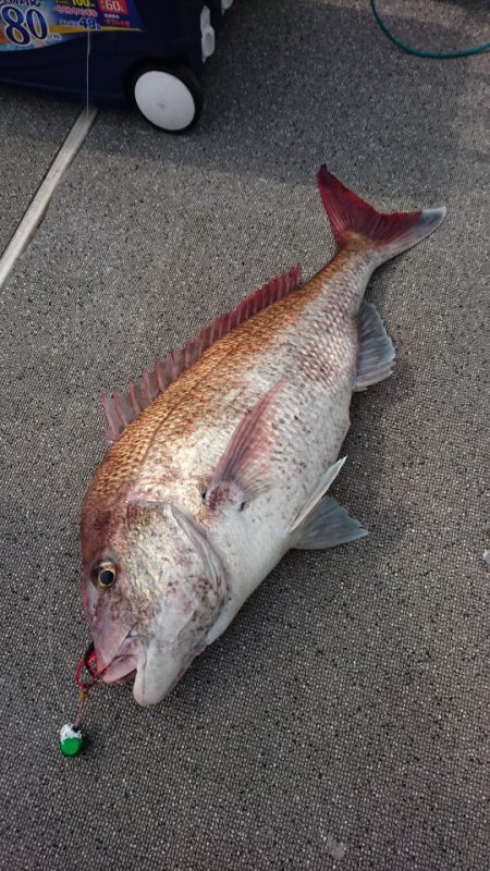 ARCADIAⅡ (アルカディアⅡ) 釣果