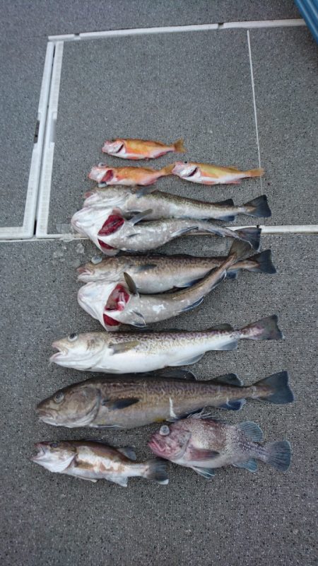 ARCADIAⅡ (アルカディアⅡ) 釣果