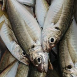 金沢八景鴨下丸 釣果