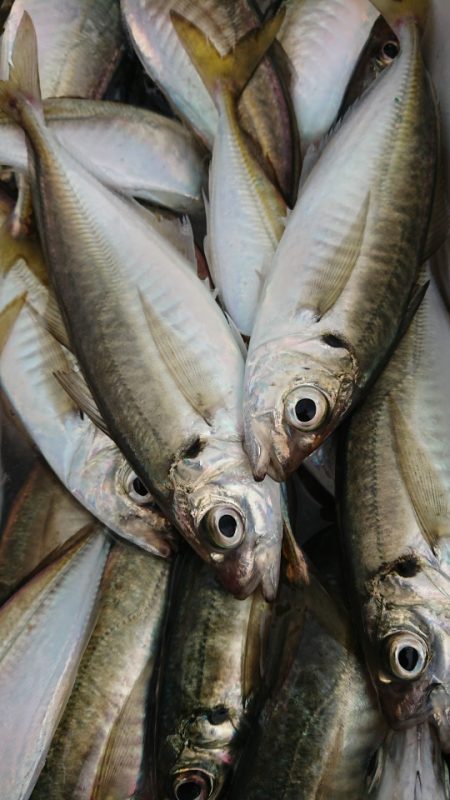 金沢八景鴨下丸 釣果