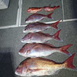 ARCADIAⅡ (アルカディアⅡ) 釣果