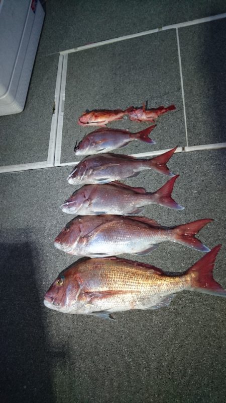 ARCADIAⅡ (アルカディアⅡ) 釣果