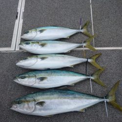 ARCADIAⅡ (アルカディアⅡ) 釣果