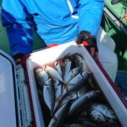 金沢八景鴨下丸 釣果