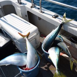 ARCADIAⅡ (アルカディアⅡ) 釣果