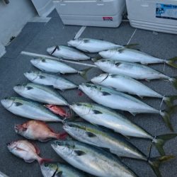 ARCADIAⅡ (アルカディアⅡ) 釣果