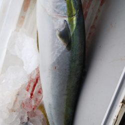 第二龍勢丸 釣果