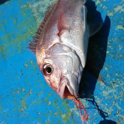 だて丸 釣果