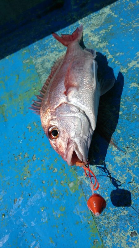 だて丸 釣果