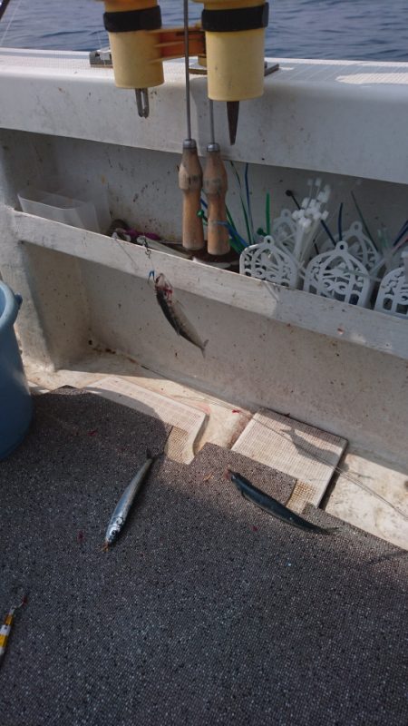 ARCADIAⅡ (アルカディアⅡ) 釣果